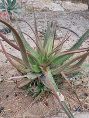 Aloe