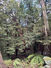 Nothofagus cunninghamii