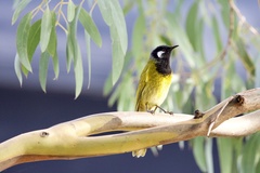 Nesoptilotis leucotis