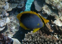Chaetodon melannotus