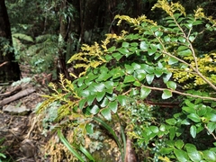 Nothofagus cunninghamii