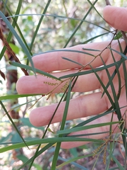 Acacia longissima