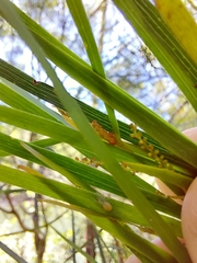 Acacia longissima
