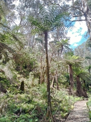Cyathea australis