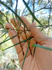 Acacia longissima