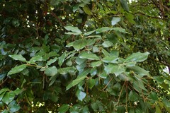 Magnoliopsida