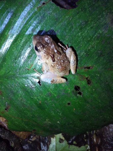 Phrynobatrachus africanus