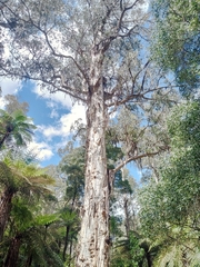 Eucalyptus cypellocarpa