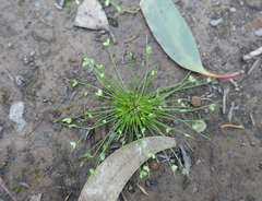Isolepis