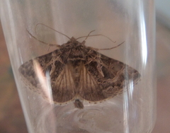 Thysanoplusia daubei