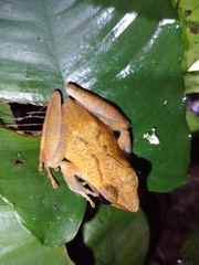 Phrynobatrachus auritus