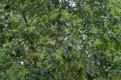 Magnoliopsida