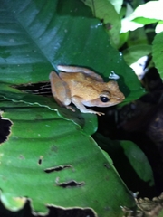 Phrynobatrachus auritus