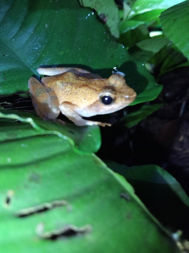 Golden Puddle Frog
