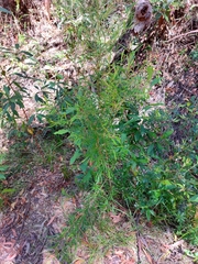 Grevillea diffusa