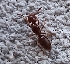 Lasius claviger
