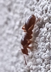 Lasius claviger