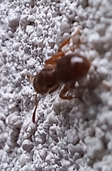 Lasius claviger