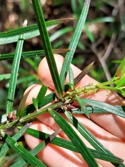 Podocarpus spinulosus