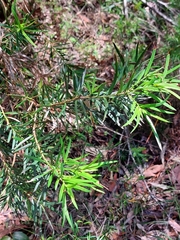 Podocarpus spinulosus