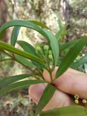 Podocarpus spinulosus