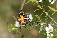 Hecatesia fenestrata