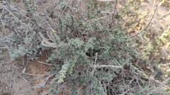 Artemisia herba-alba