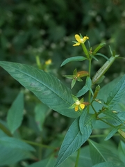 Ludwigia hyssopifolia