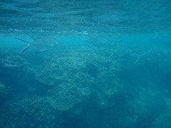 Trachinotus coppingeri