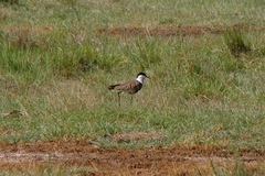 Vanellus spinosus