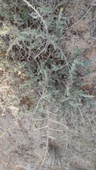 Artemisia herba-alba