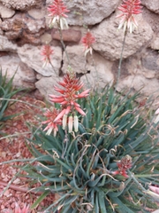 Aloe arborescens