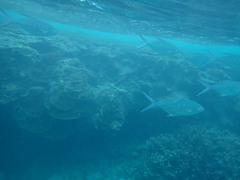 Trachinotus coppingeri