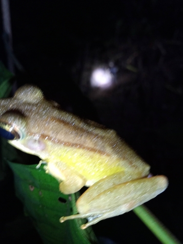 Hylarana amnicola