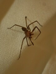 Loxosceles rufescens