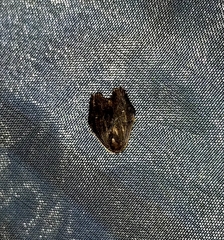 Macaduma borneana