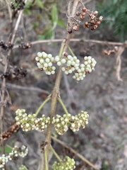 Callicarpa pilosissima