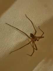 Loxosceles rufescens