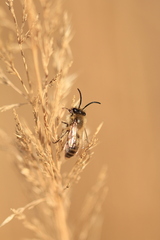 Colletes cunicularius