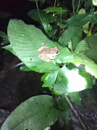 Scotobleps gabonicus