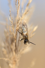 Colletes cunicularius