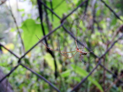Leucauge celebesiana