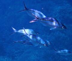 Caesio caerulaurea