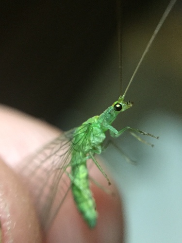 Green lacewing photo 5