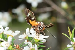 Hecatesia fenestrata