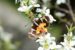 Hecatesia fenestrata