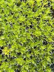 Syntrichia montana