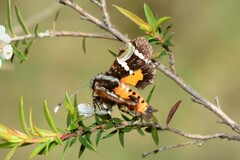 Hecatesia fenestrata
