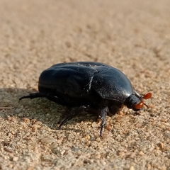 Oplostomus fuligineus