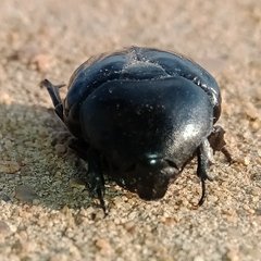 Oplostomus fuligineus